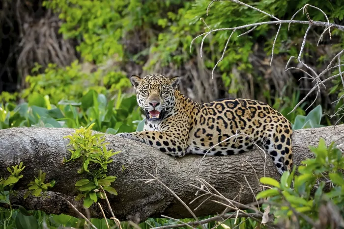 Framed Print : Magnificent Jaguar resting on a tree trunk at the river edge