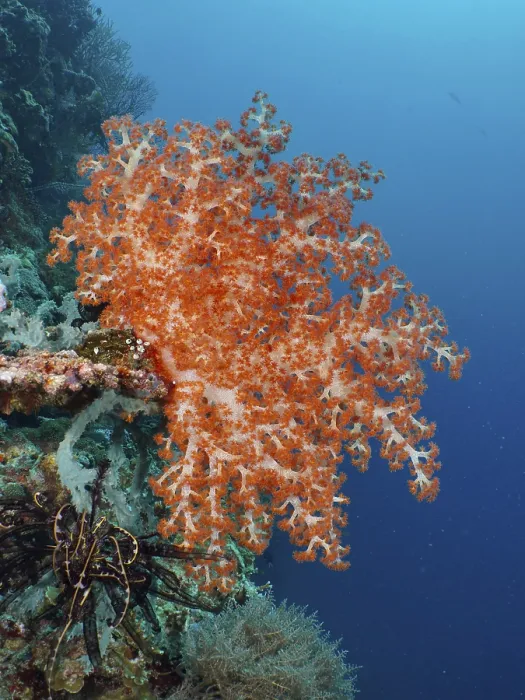 Framed Print : A magnificent orange-coloured soft coral