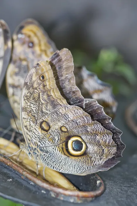 Framed Print : Magnificent Owl butterfly (Caligoeurilochus sulanus)