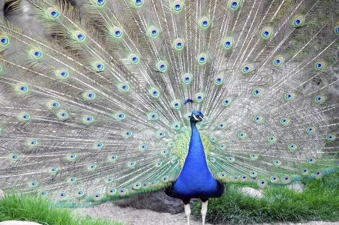 Framed Print : A magnificent peacock (Pavo cristatus)