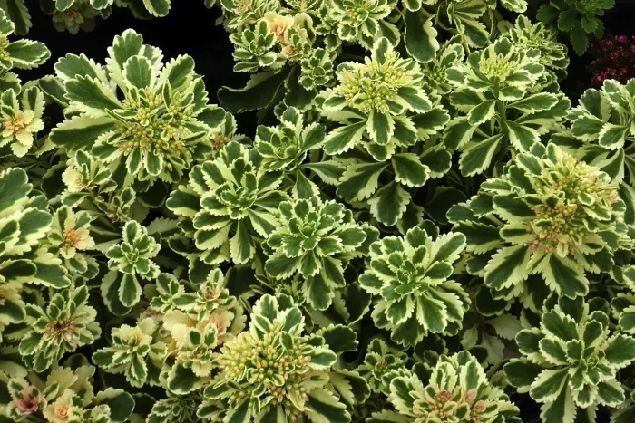 Framed Print : Magnificent stonecrop