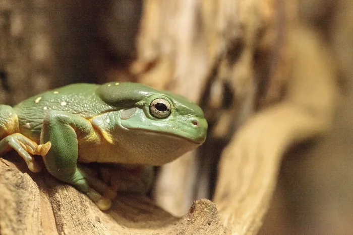 Framed Print : Magnificent tree frog Litoria splendida can be found in Australia and can be found in caves