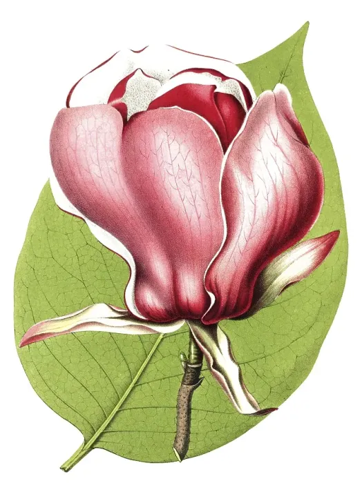 Framed Print : Magnolia, Magnolia lenne hybride, plant and flower, digitally reworked reproduction of an original from the 19th century