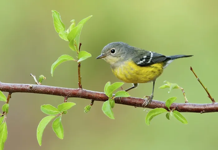 Framed Print : Magnolia Warbler (Setophaga magnolia)
