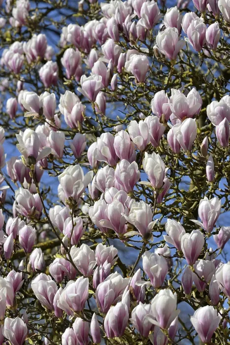 Framed Print : Magnolias (Magnolia) in bloom, North Rhine-Westphalia Framed Print : Magnolias (Magnolia) in bloom, North Rhine-Westphalia