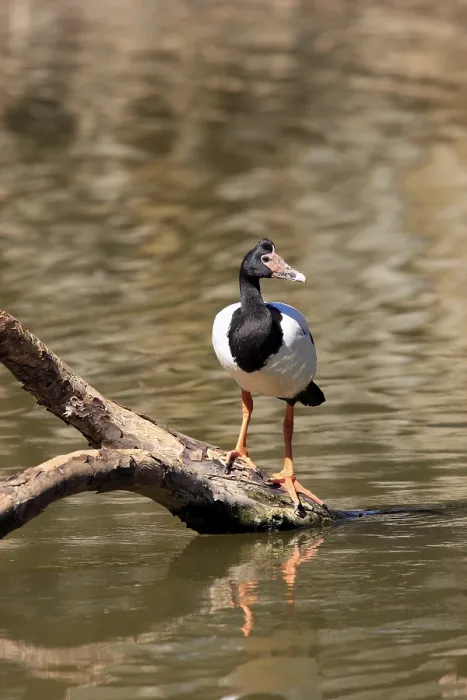 Framed Print : Magpie Goose (Anseranas semipalmata)