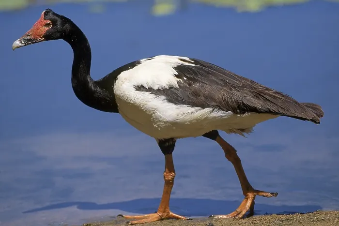 Framed Print : MAGPIE GOOSE (anseranas semipalmata)