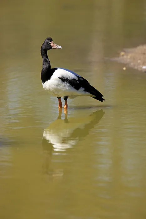Framed Print : Magpie goose (Anseranas semipalmata)