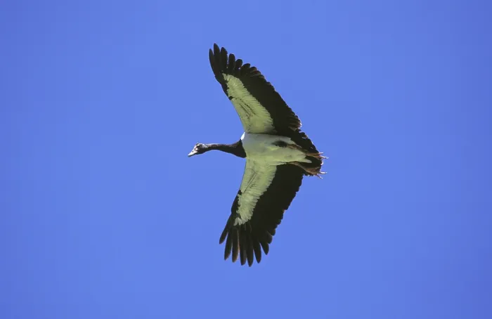 Framed Print : Magpie Goose (anseranas semipalmata)