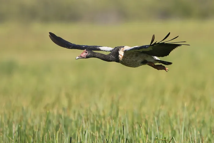 Framed Print : Magpie Goose (Anseranas semipalmata) flying