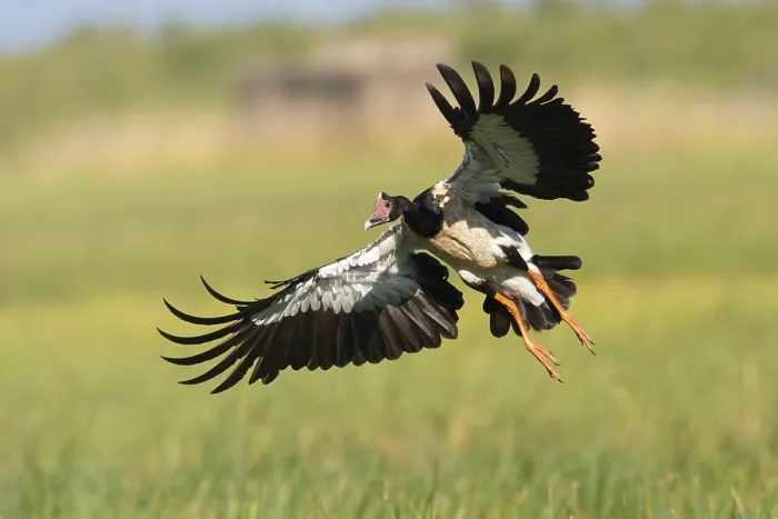 Framed Print : Magpie Goose (Anseranas semipalmata) landing Framed Print : Magpie Goose (Anseranas semipalmata) landing