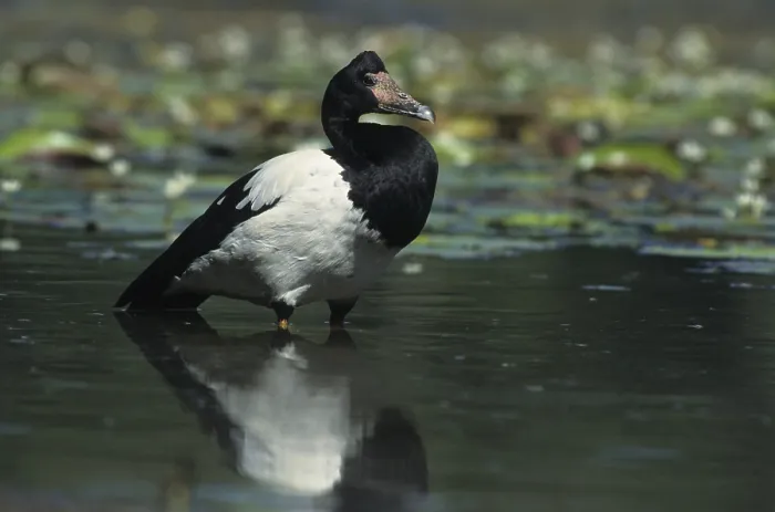 Framed Print : Magpie Goose (Anseranas semipalmata) standing in water Framed Print : Magpie Goose (Anseranas semipalmata) standing in water