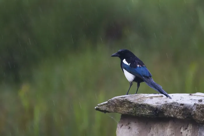 Framed Print : Magpie (pica pica) standing on a wall in the rain Framed Print : Magpie (pica pica) standing on a wall in the rain