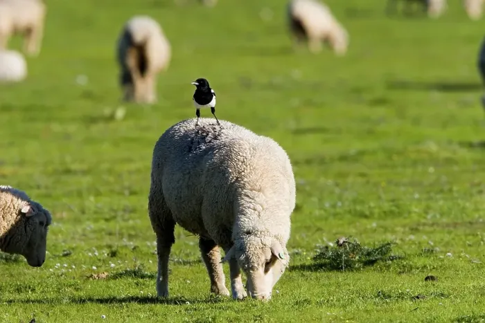 Framed Print : Magpie on the back of a sheep