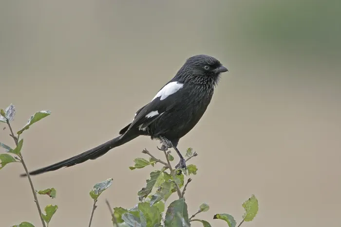 Framed Print : Magpie Shrike (Corvinella melanoleuca)