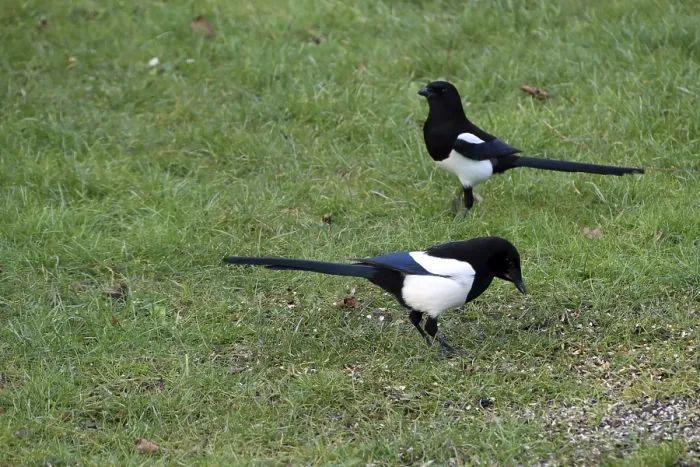 Framed Print : Two magpies (Pica pica) at a bird feeder in the garden