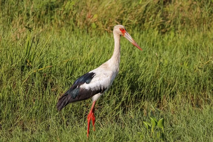 Framed Print : Maguari stork foraging in green grass Framed Print : Maguari stork foraging in green grass