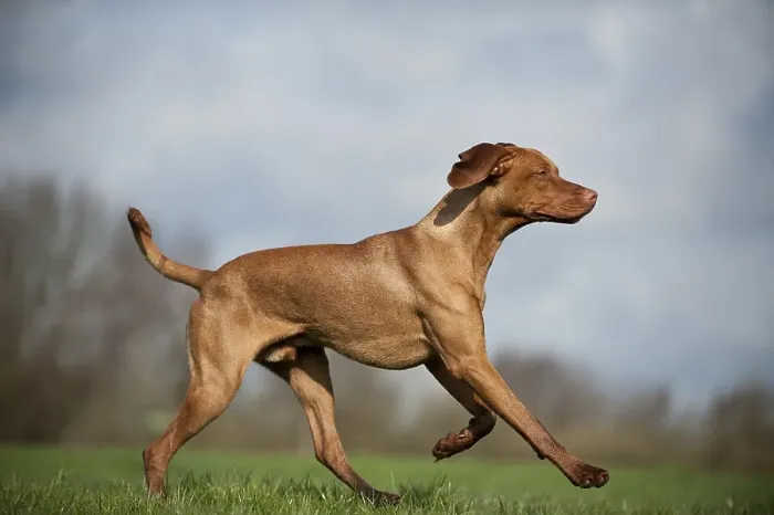 Framed Print : Magyar Vizsla dog running across a meadow