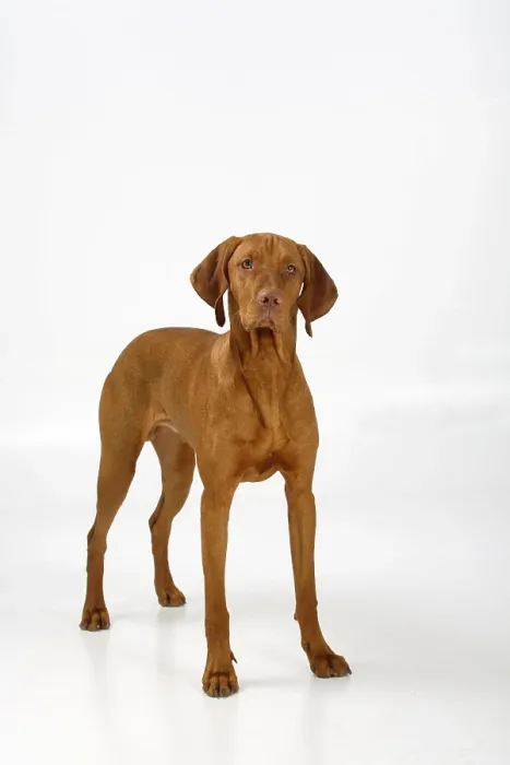 Framed Print : Magyar Vizsla, Male, Shorthaired Hungarian Pointing Dog