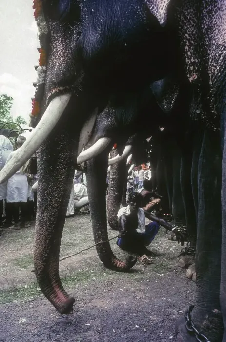 Framed Print : Mahouts resting at the foot of the elephant in Pooram Festival in Thrissur Trichur
