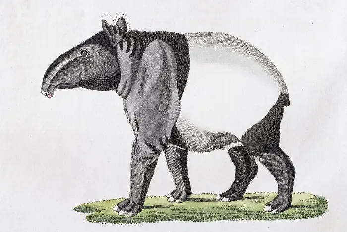 Framed Print : Maiba (Tapirus indicus), hand-coloured copperplate engraving from Friedrich Justin Bertuch Picture book for children