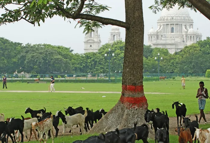 Framed Print : Maidan at Victoria Memorial, Shephanr and Cricket