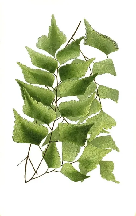 Framed Print : Maidenhair fern (Adiantum) trapeziforme