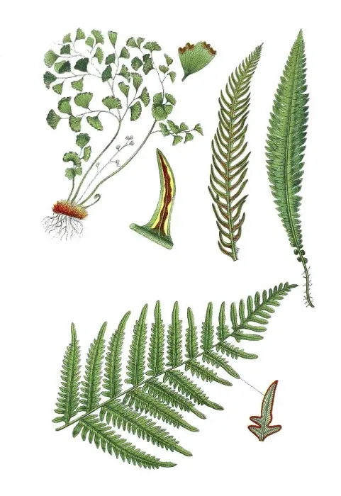 Framed Print : Maidenhair fern also Venus hair Framed Print : Maidenhair fern also Venus hair