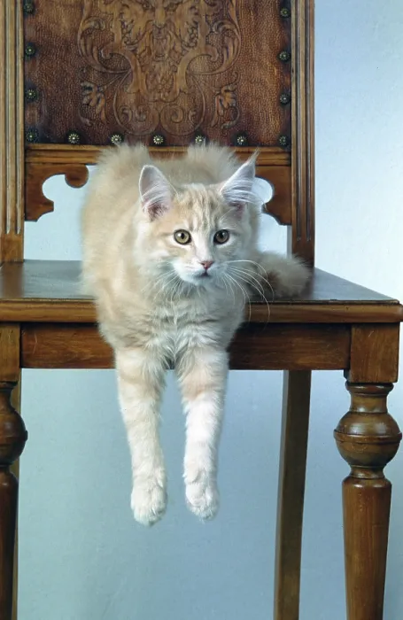 Framed Print : Main-Coone cat cream-classic-tabby cat 16 weeks old