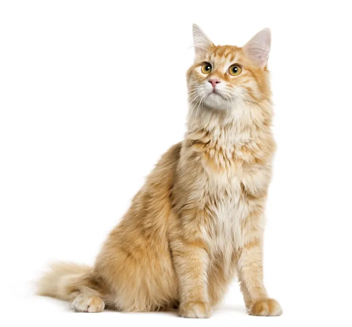 Framed Print : Maine Coon, 8 months old, sitting in front of white background Framed Print : Maine Coon, 8 months old, sitting in front of white background