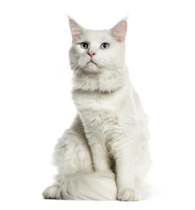 Framed Print : Maine Coon, 8 months old, sitting in front of white background Framed Print : Maine Coon, 8 months old, sitting in front of white background