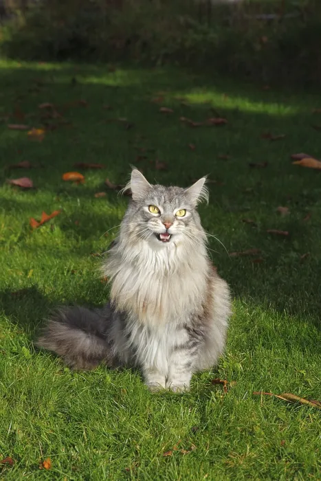 Framed Print : Maine Coon, American Longhair, cat basking in a garden