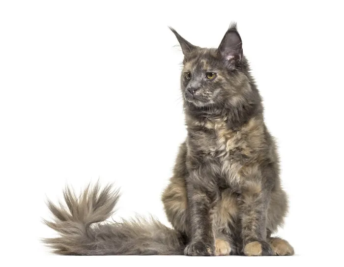 Framed Print : Maine Coon cat, 6 months old, sitting against white background