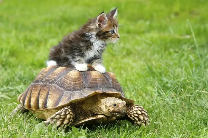 Framed Print : Maine coon cat, kitten, and spurred tortoise (Geochelone sulcata) Framed Print : Maine coon cat, kitten, and spurred tortoise (Geochelone sulcata)