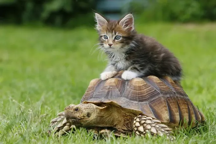 Framed Print : Maine coon cat, kitten, and spurred tortoise (Geochelone sulcata) Framed Print : Maine coon cat, kitten, and spurred tortoise (Geochelone sulcata)