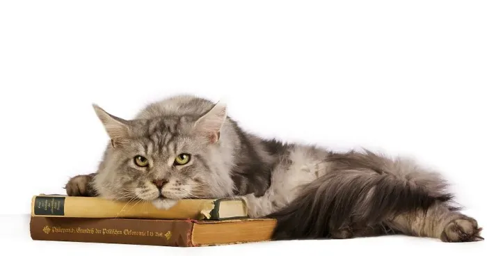 Framed Print : Maine Coon cat lying on old books Framed Print : Maine Coon cat lying on old books