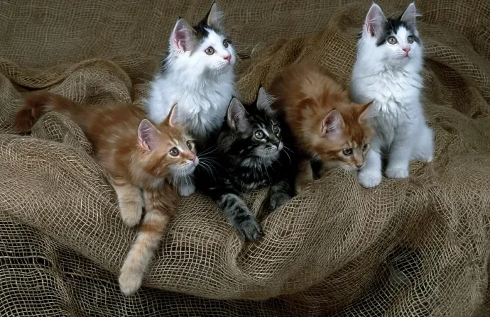 Framed Print : Maine Coon cats, litter 12 weeks old