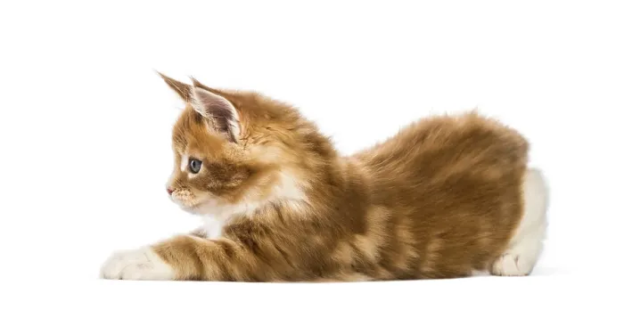 Framed Print : Maine coon kitten, 8 weeks old
