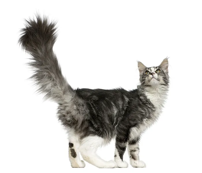 Framed Print : Maine Coon looking up in front of a white background Framed Print : Maine Coon looking up in front of a white background