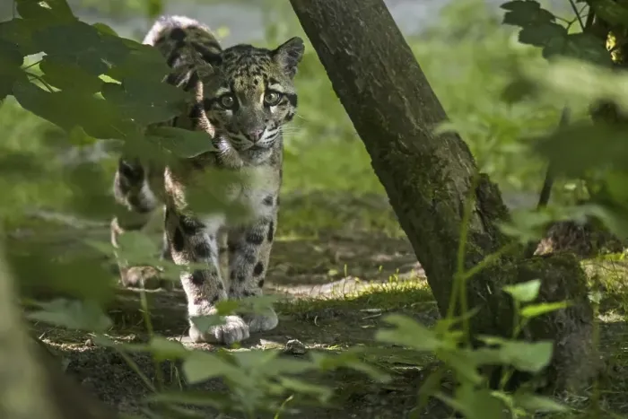 Framed Print : Mainland clouded leopard (Neofelis nebulosa) arboreal