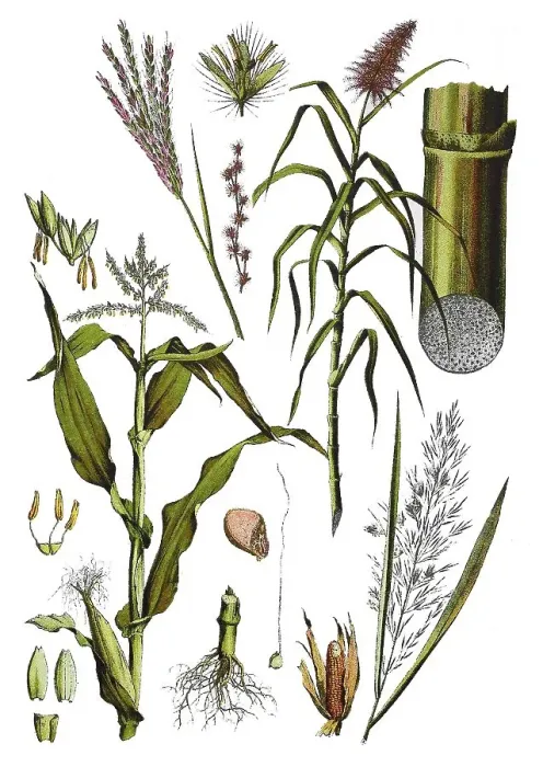 Framed Print : Maize also hominy, Zea mays (left)