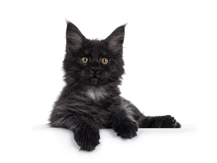 Framed Print : Majestic black smoke Maine Coon kitten