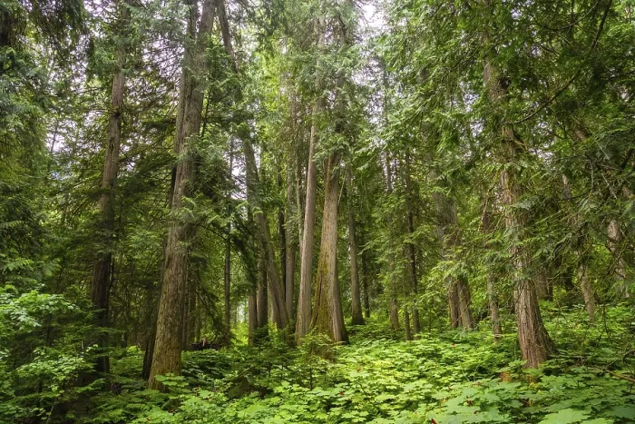 Framed Print : Majestic cedars rise from a vibrant carpet of ferns and devil's club