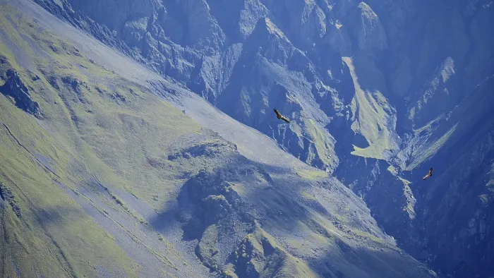 Framed Print : Majestic mountains with two griffon vultures (Gyps fulvus) in flight