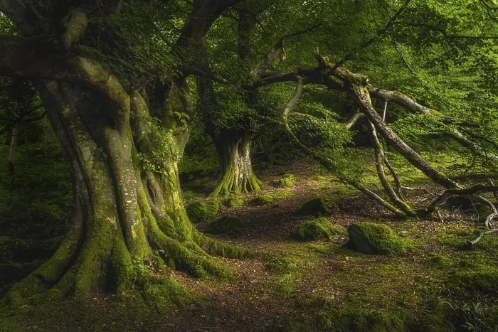 Framed Print : Majestic old and ancient beech covered in moss and illuminated by sunlight in moody