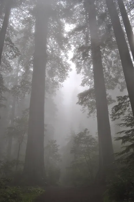 Framed Print : Majestic redwood trees, coast redwood (Sequoia sempervirens)