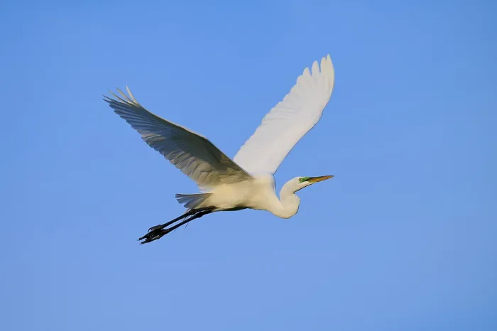 Framed Print : Majestic white bird in flight against blue sky Framed Print : Majestic white bird in flight against blue sky
