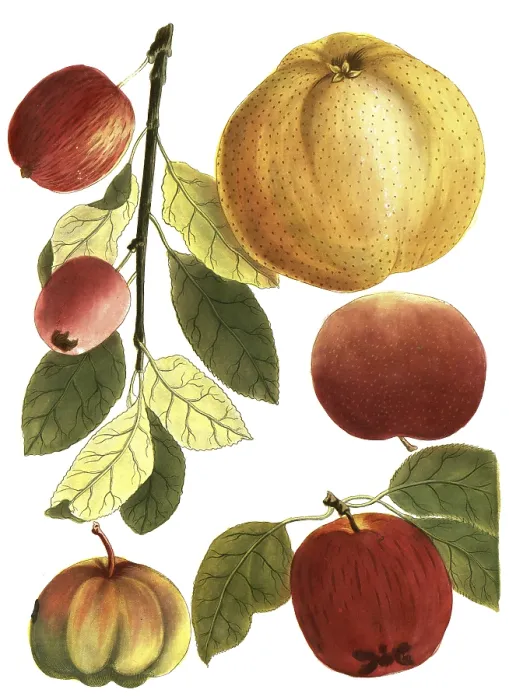 Framed Print : Mala crocina, saffron apple or saffron apple