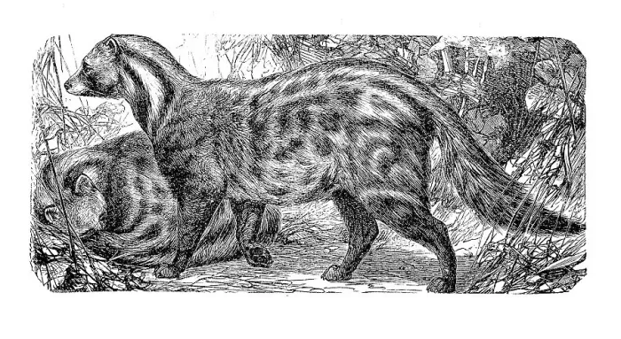 Framed Print : Malabar large-spotted civet cat