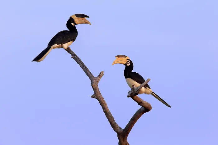Framed Print : Malabar pied hornbill (Anthracoceros coronatus)